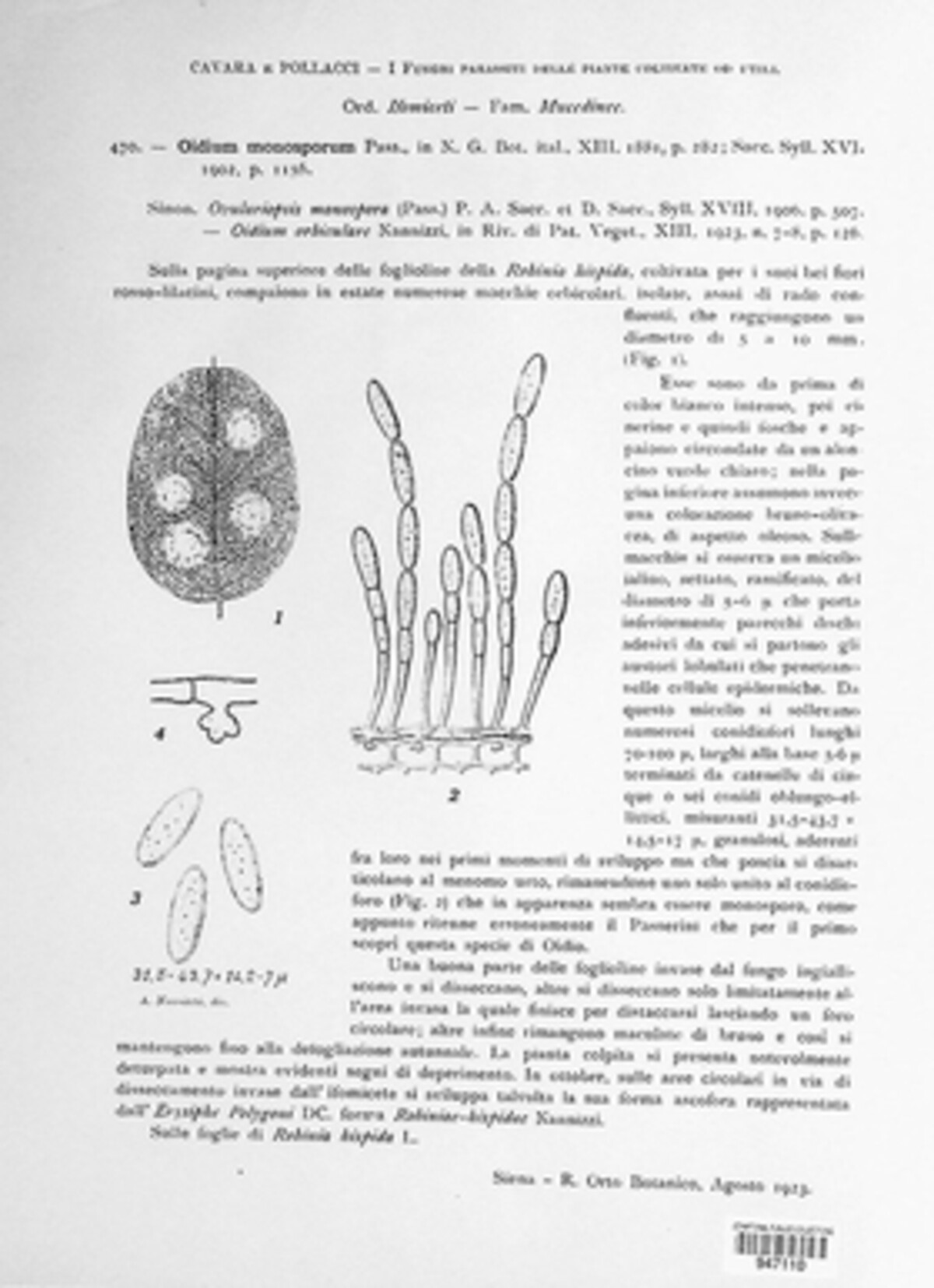 Oidium monosporum image
